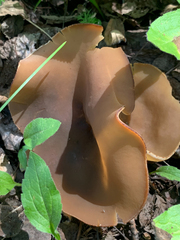 Pezizaceae