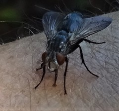 Copecrypta ruficauda