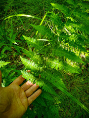 Dryopteris × boottii