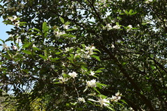 Magnolia maudiae