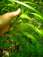 Dryopteris × boottii