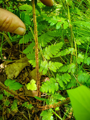 Dryopteris × boottii