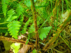 Dryopteris × boottii