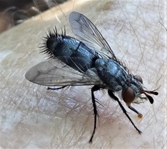 Copecrypta ruficauda