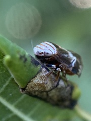 Clastoptera obtusa