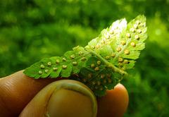 Dryopteris × boottii