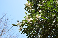 Magnolia maudiae