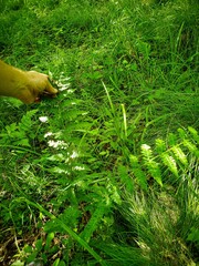 Dryopteris × boottii
