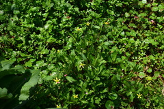 Ranunculus sceleratus