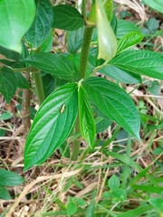 Spragueia