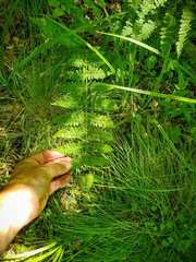 Dryopteris × boottii