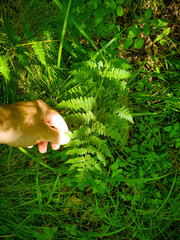 Dryopteris × boottii