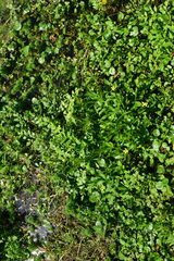 Ranunculus sceleratus