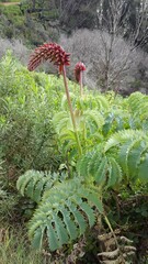 Melianthus major