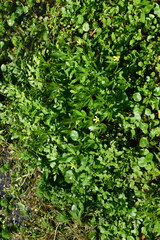 Ranunculus sceleratus