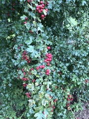 Crataegus
