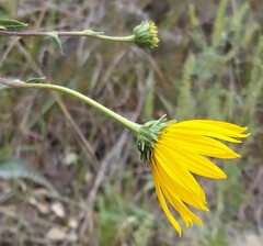 Helianthus occidentalis