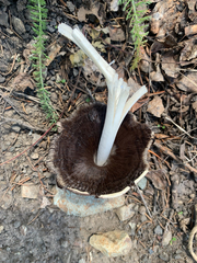Coprinopsis atramentaria