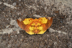 Pseudomiza leucogonia