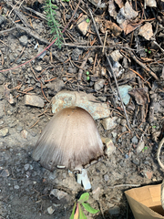 Coprinopsis atramentaria