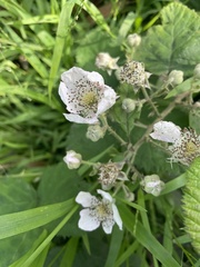 Rubus armeniacus