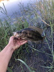 Serranochromis angusticeps