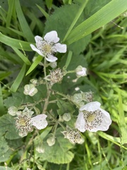 Rubus armeniacus