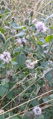 Mentha aquatica