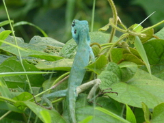 Bronchocela cristatella