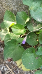 Viola odorata
