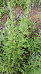 Cliffortia