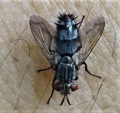 Copecrypta ruficauda