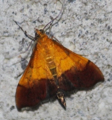 Pyrausta bicoloralis