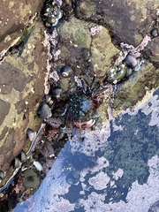 Pachygrapsus crassipes