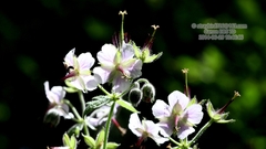 Geranium platyanthum