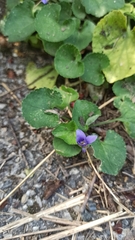 Viola odorata