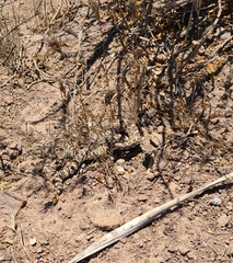 Crotalus oreganus helleri