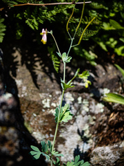 Capnoides sempervirens