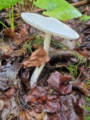 Amanita bisporigera