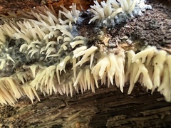 Radulomyces copelandii