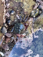 Pachygrapsus crassipes