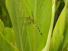 Erythemis vesiculosa