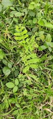 Adenanthera pavonina