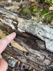 Radulomyces copelandii
