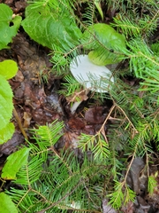 Amanita bisporigera
