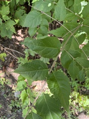 Celtis tenuifolia