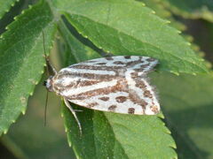 Acontia trabealis