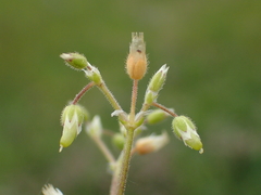 Cerastium semidecandrum