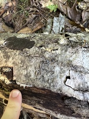 Radulomyces copelandii