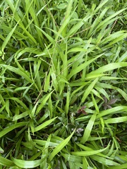Paspalum langei